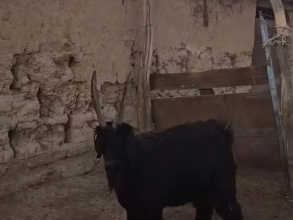 Cabro, Cabras — Kazajistán