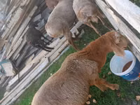 Schaf, Arashan sheep — Foto 1