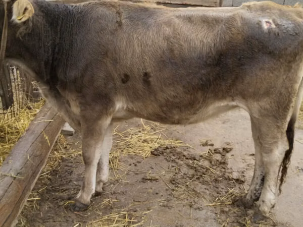 Kuh, Swiss cattle — Kirgisistan