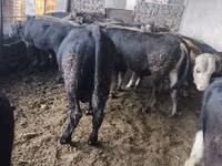 Toro, Karaku — foto 8