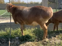 Sheep (batch, sex not specified), Arashan sheep — photo 6