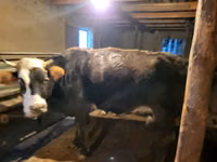 गाय, Latvian Blue cattle — फ़ोटो 2