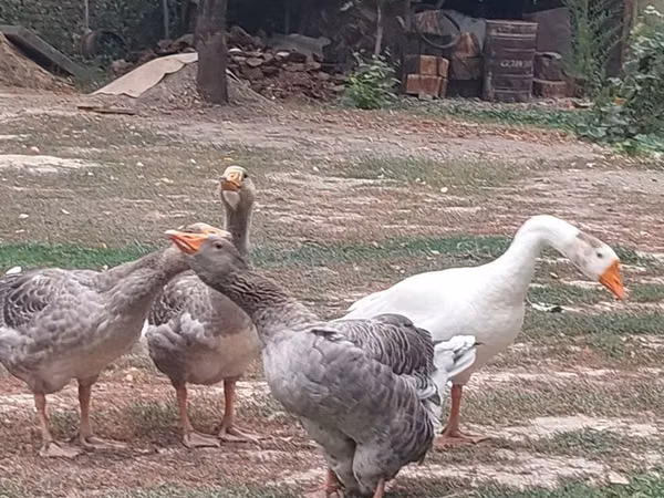 Geese — Kirgisistan