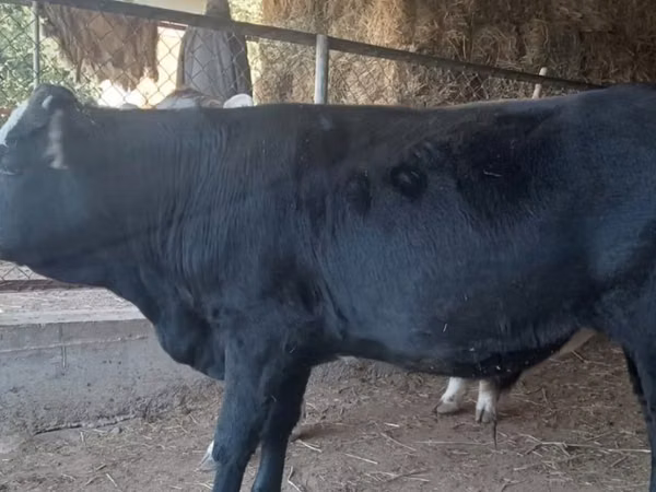 Сиыр, Latvian Blue cattle