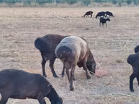 كبش, Blackheaded Persian sheep — الصورة 8