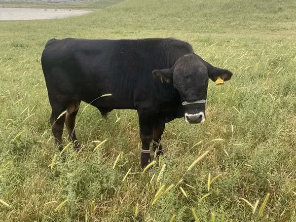 公牛, Swiss cattle — 哈萨克斯坦