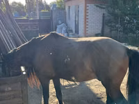 Hengst, Kazakh horse — Foto 3