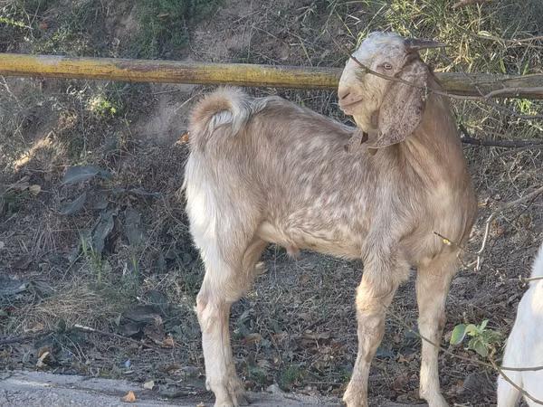 عنزة, Beetal goats