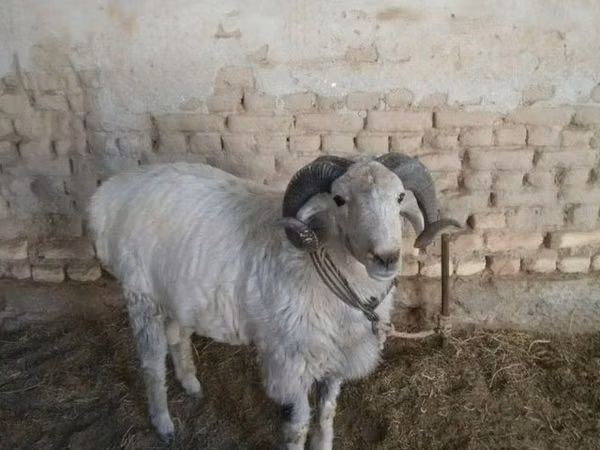 كبش, الأغنام — أوزبكستان