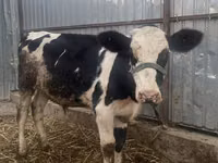 Bulle, Russian Black pied cattle — Foto 5