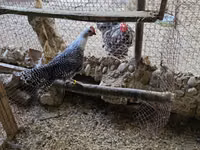 Chickens — الصورة 3