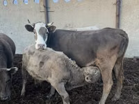 Kuh, Simmental cattle — Foto 2