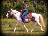 घोड़ा, National Show Horse — फ़ोटो 4