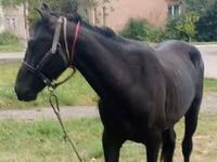 Hengst, Priob horse — Foto 2