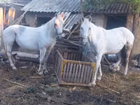 Mare, Horses — photo 1