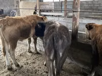 Toro, Ganado vacuno — foto 7
