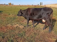 Уй, Алатоонун тукуму — сүрөт 4