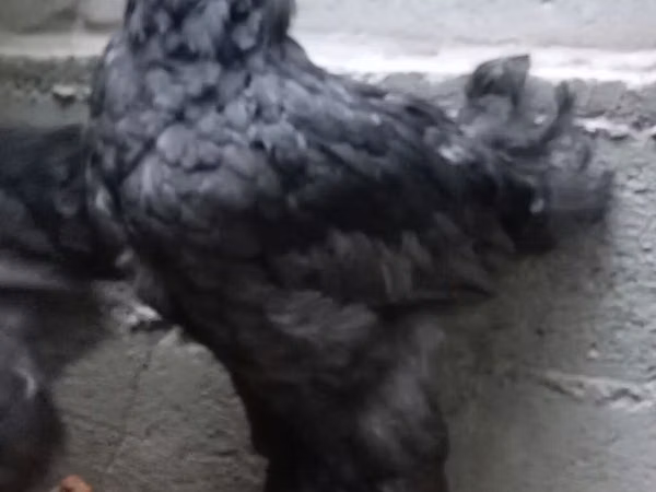 Brahma