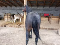 حصان, Thoroughbred horse — الصورة 3