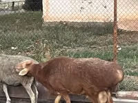 Кочкор, Койлор — сүрөт 2