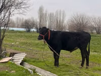 Rinder (Partie, Geschlecht nicht angegeben), Aberdeen-Angus — Foto 3