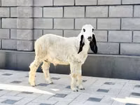 نعجة, Hissar sheep — الصورة 4