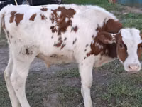 公牛, Simmental cattle — 照片 1