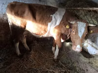 Vaca, Simmental cattle — foto 1