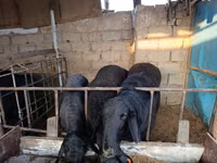 Ovejas (lote, sexo no especificado), Blackheaded Persian sheep — foto 5