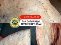 Toychoq, Otlar — 8-rasm