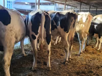Kuh, Swiss cattle — Foto 5