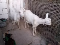 Cabra, Saanen goat — foto 3
