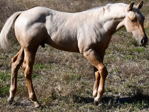 Horse (M), Quarter Horse