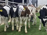 Rinder (Partie, Geschlecht nicht angegeben), Simmental cattle — Foto 3