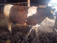 公牛, Simmental cattle — 照片 3