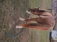 Caballo, Palomino — foto 5