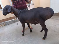 Widder, Hissar sheep — Foto 3