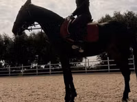 Stute, Friesian sport horse — Foto 4