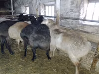 Carnero, Edilbay sheep — foto 1