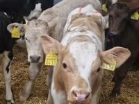 Rinder (Partie, Geschlecht nicht angegeben), Simmental cattle — Foto 6