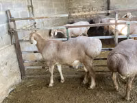 Oveja, Arashan sheep — foto 4