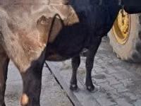 Cow, Cattle — photo 3
