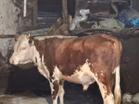 Sigir, Simmental cattle — 1-rasm