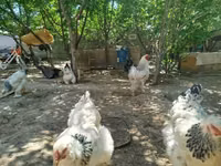 Brahma — Foto 2