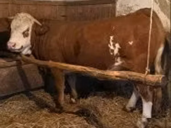 गाय, Simmental cattle