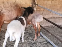 Қошқар, Dorper sheep — 7-сурет