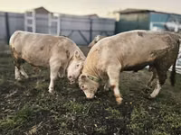 सांड, Charolais cattle — फ़ोटो 3