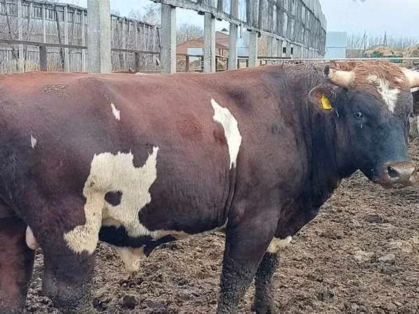 Bulle, Simmental cattle