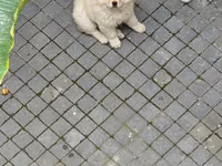 🐶 SATILIR – ÇAU-ÇAU Erkək Çau-Çau balasıdır. 2 aylıqdır, rəngi ağdır — الصورة 3
