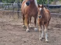 Mare, Horses — photo 3